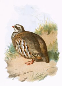 लाल पैर वाला दलिया