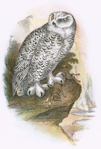 बर्फ उल्लू