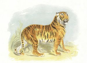 बाघ