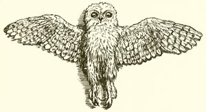 ईगल और उल्लू