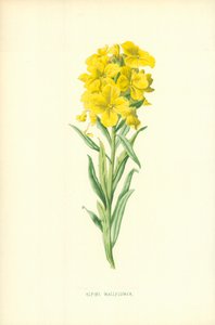 अल्पाइन Wallflower