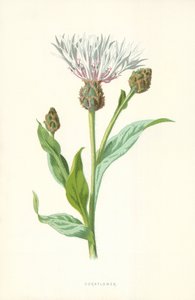 cornflower