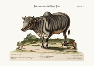 छोटी भारतीय भैंस, 1749-73