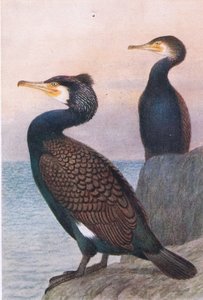 कॉर्मोरेंट, पोस्टकार्ड, 1930 के दशक