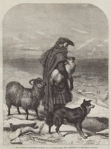 हाइलैंड शेफर्ड