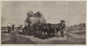 घास की कटाई