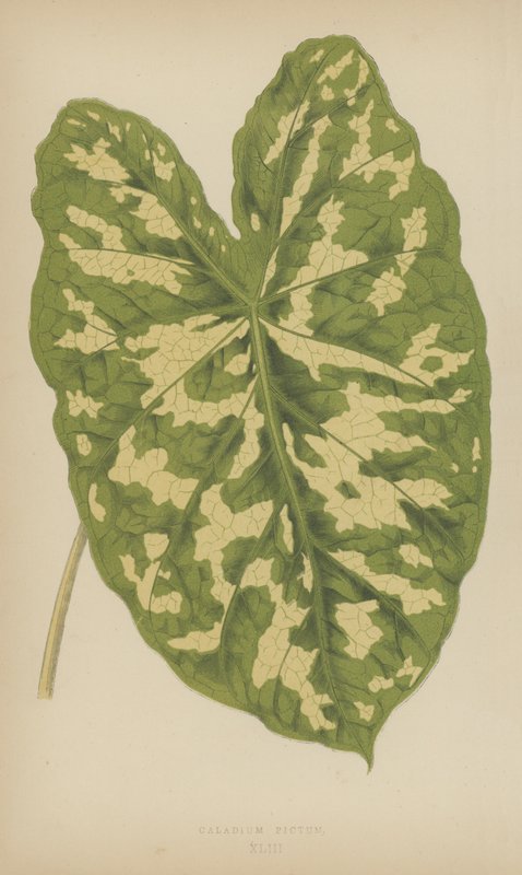 caladium Pictum द्वारा अंग्रेजी स्कूल
