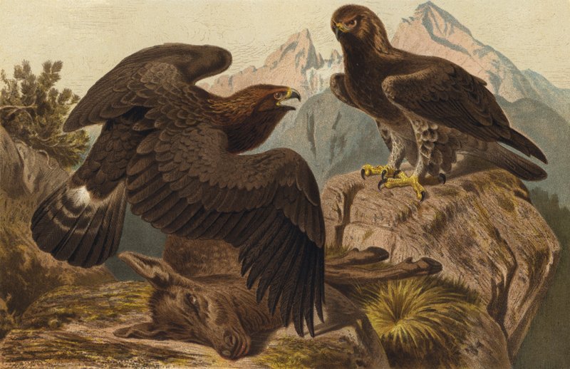 Steinadler द्वारा यूरोपीय स्कूल