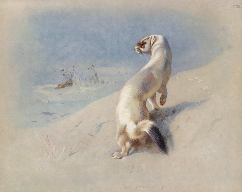 Stoat (सर्दियों) द्वारा आर्चीबाल्ड थोरबर्न