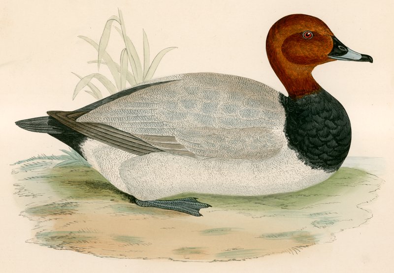 Pochard द्वारा बेवर्ली आर मॉरिस