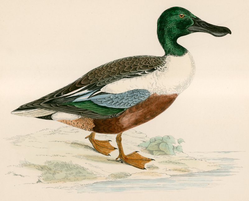 shoveler द्वारा बेवर्ली आर मॉरिस