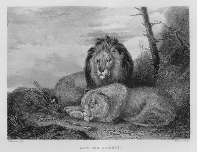 शेर और शेरनी (उत्कीर्णन) द्वारा चार्ल्स (बाद) हैनकॉक