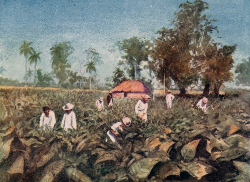 तंबाकू बागान, क्यूबा (रंगीन लिथो) द्वारा क्लैट प्रैट