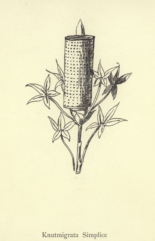 Knutmigrata Simplice द्वारा एडवर्ड लीयर