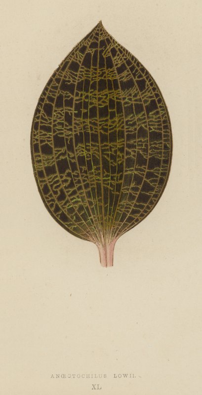 Anoectochilus Lowii द्वारा अंग्रेजी स्कूल