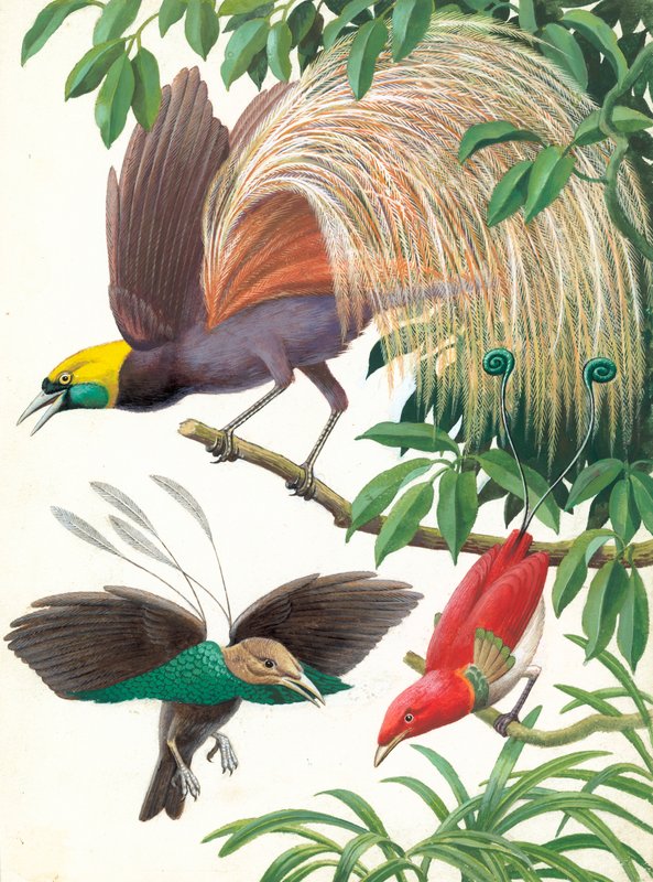 स्वर्ग के पंछी द्वारा अंग्रेजी स्कूल