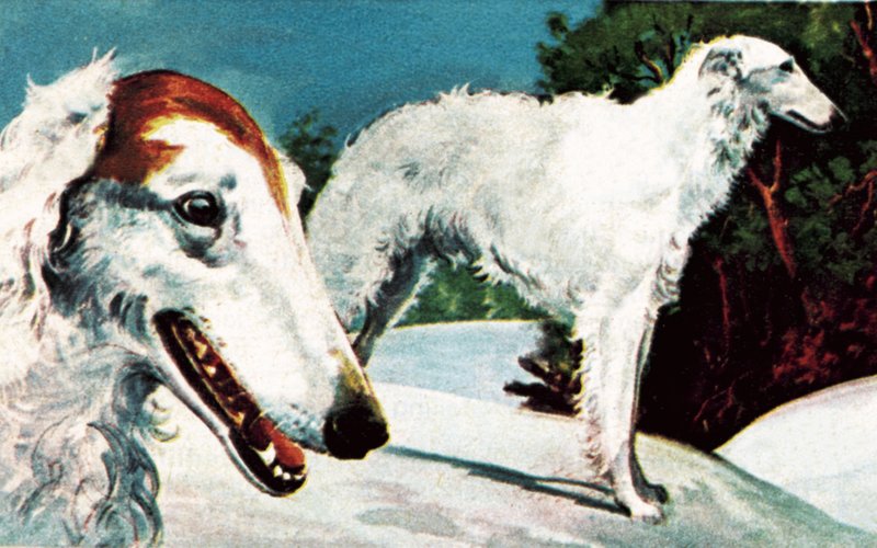 Borzoi द्वारा अंग्रेजी स्कूल