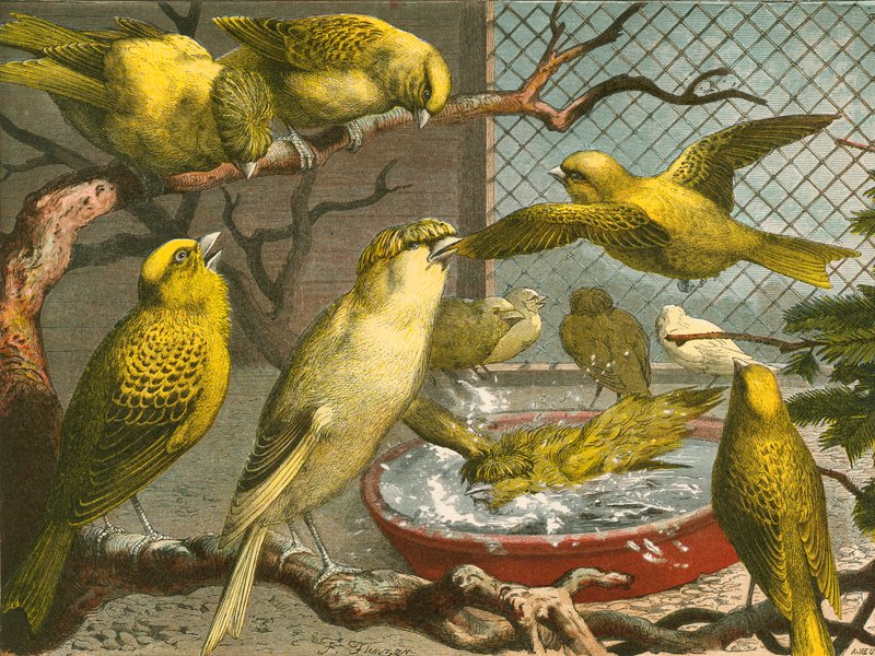 Canaries द्वारा अंग्रेजी स्कूल