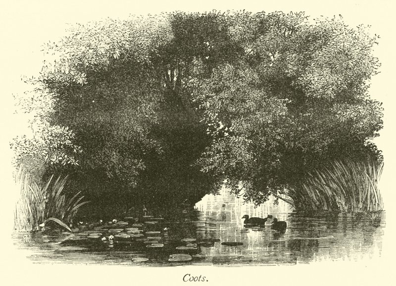 coots द्वारा अंग्रेजी स्कूल
