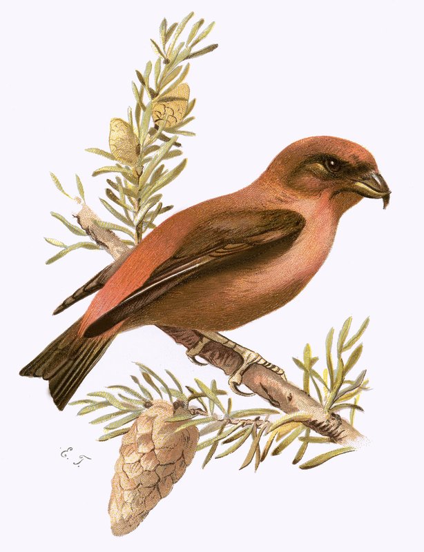 Crossbill द्वारा अंग्रेजी स्कूल