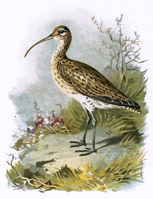 Curlew द्वारा अंग्रेजी स्कूल