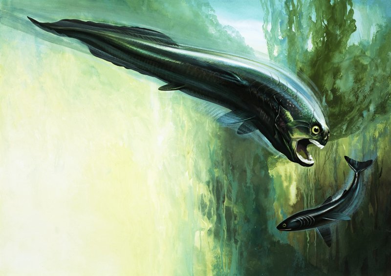Dinichthys द्वारा अंग्रेजी स्कूल