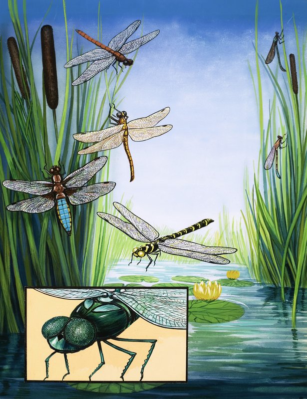 dragonflies द्वारा अंग्रेजी स्कूल