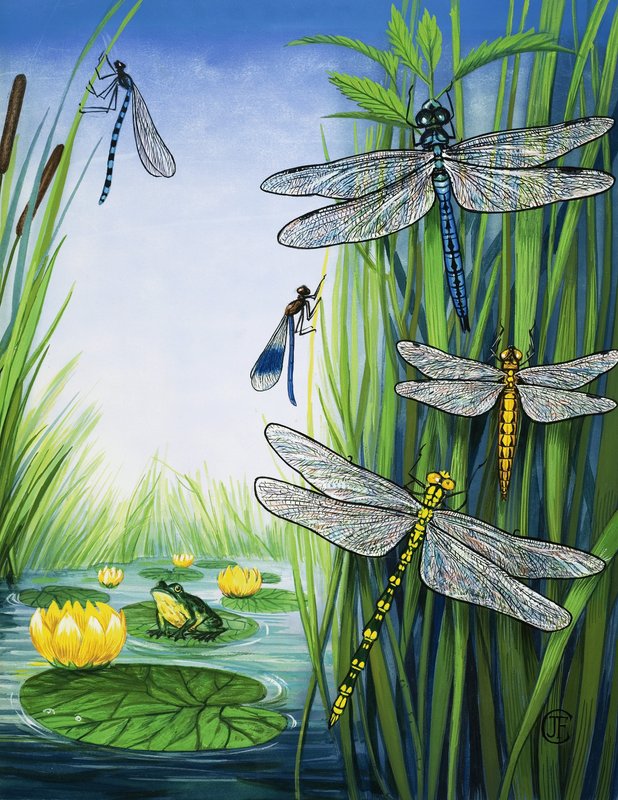 dragonflies द्वारा अंग्रेजी स्कूल