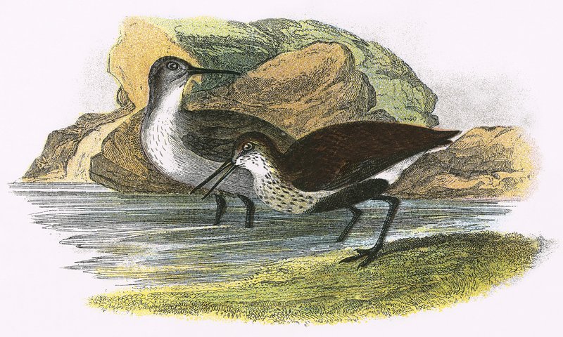 dunlin द्वारा अंग्रेजी स्कूल