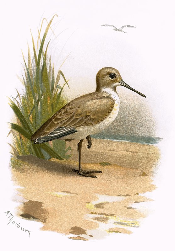 dunlin द्वारा अंग्रेजी स्कूल