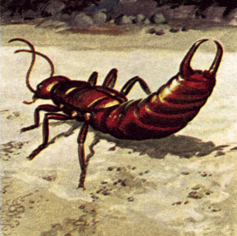 Earwig द्वारा अंग्रेजी स्कूल