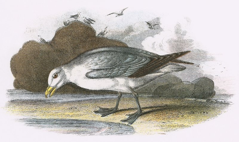 Fulmar द्वारा अंग्रेजी स्कूल