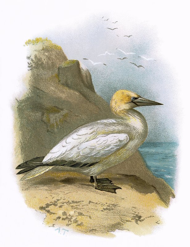 Gannet द्वारा अंग्रेजी स्कूल