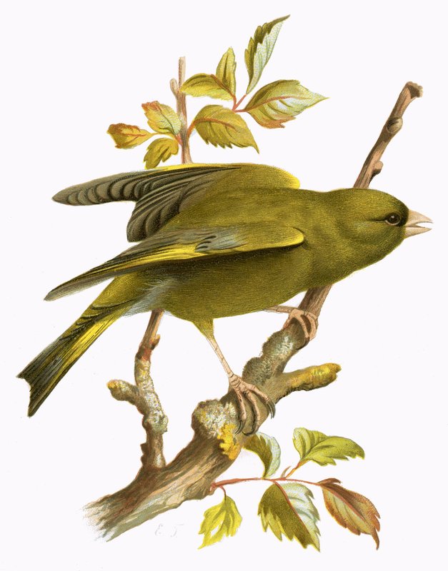Greenfinch द्वारा अंग्रेजी स्कूल