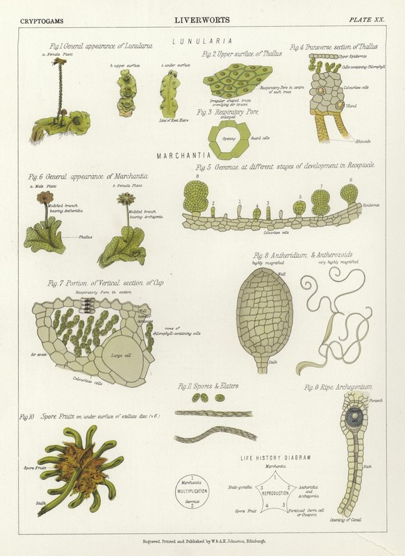 liverworts द्वारा अंग्रेजी स्कूल