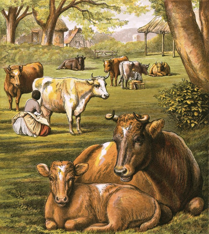 गायों को दुहना द्वारा अंग्रेजी स्कूल