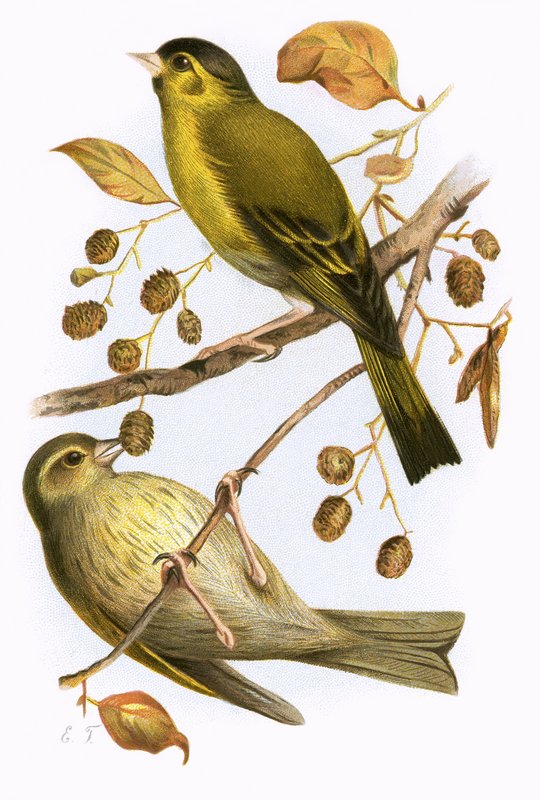 Siskin द्वारा अंग्रेजी स्कूल