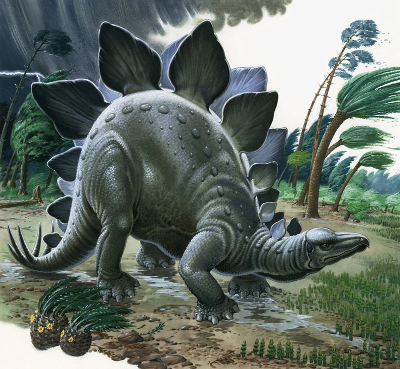 Stegosaurus द्वारा अंग्रेजी स्कूल