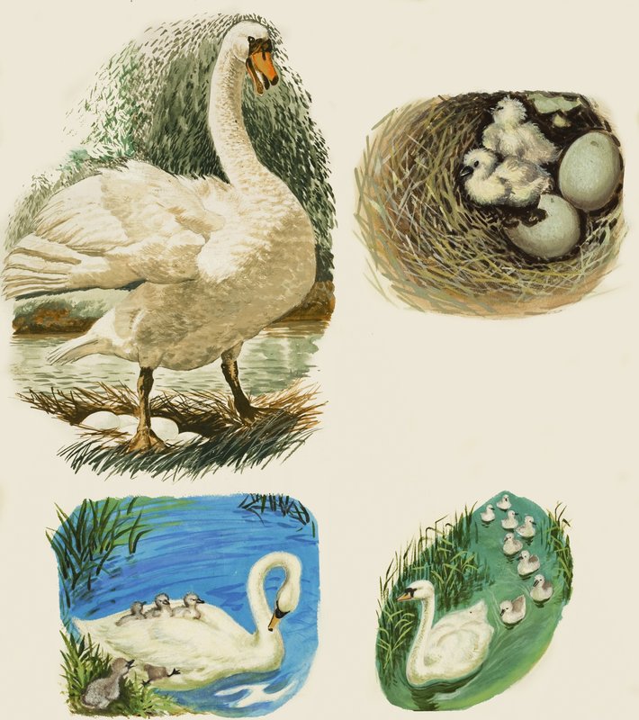 Swans द्वारा अंग्रेजी स्कूल