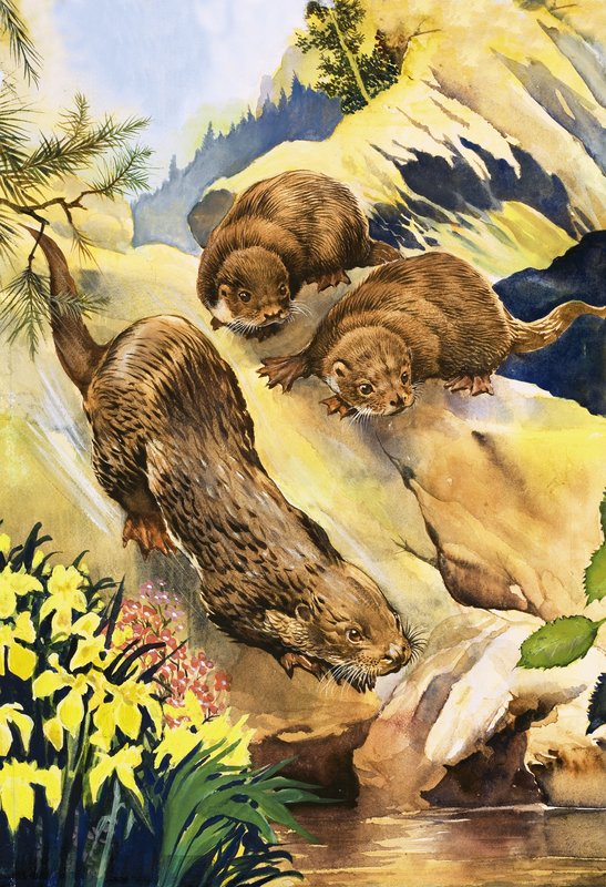 Otters के लिए तैराकी सबक द्वारा अंग्रेजी स्कूल