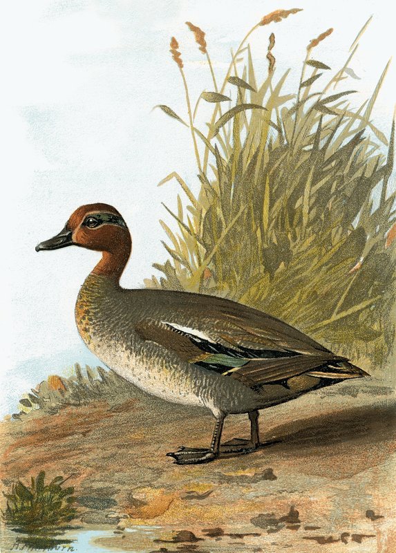 टील द्वारा अंग्रेजी स्कूल