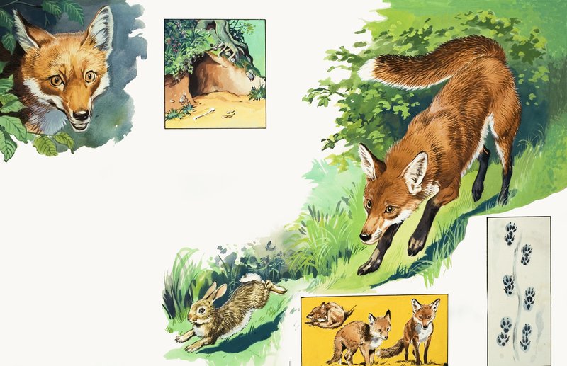 लोमड़ी द्वारा अंग्रेजी स्कूल