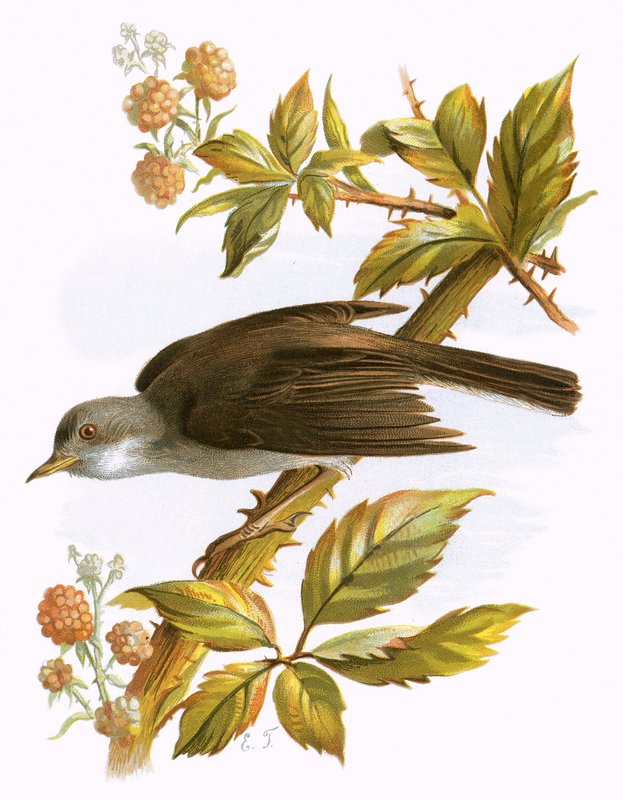 Whitethroat द्वारा अंग्रेजी स्कूल