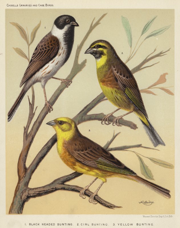ब्लैक हेडेड बंटिंग, Cirl Bunting, येलो Bunting द्वारा यूरोपीय स्कूल