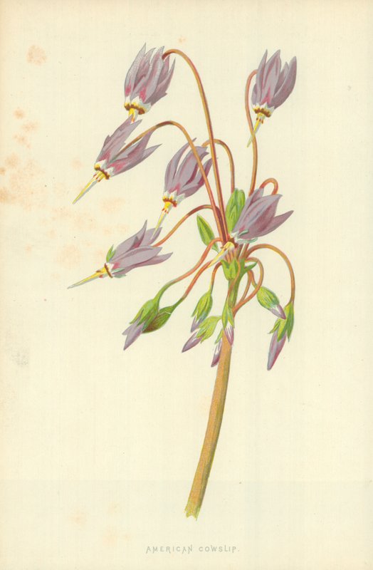 अमेरिकी Cowslip द्वारा फ्रेडरिक एडवर्ड हुल्मे