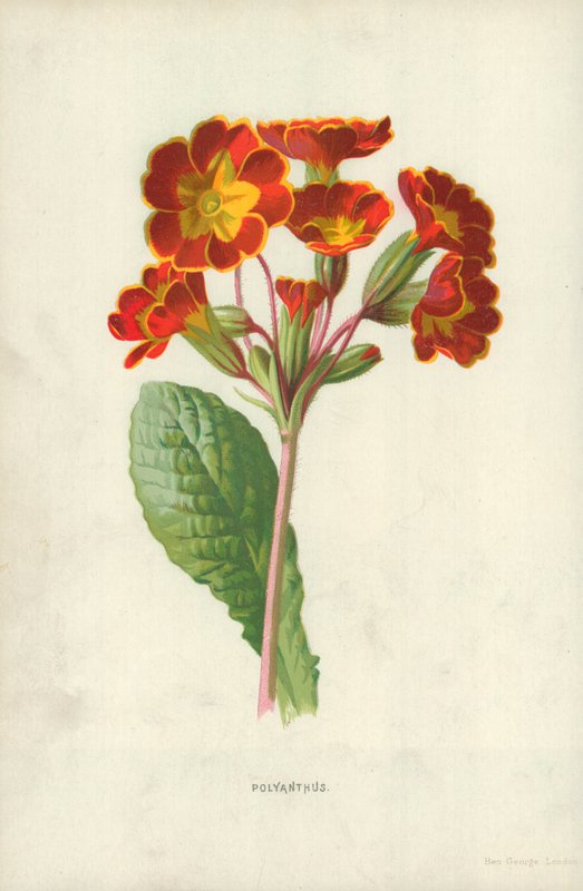 Polyanthus द्वारा फ्रेडरिक एडवर्ड हुल्मे