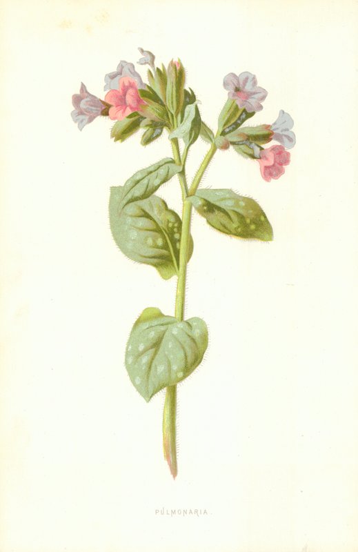 Pulmonaria द्वारा फ्रेडरिक एडवर्ड हुल्मे