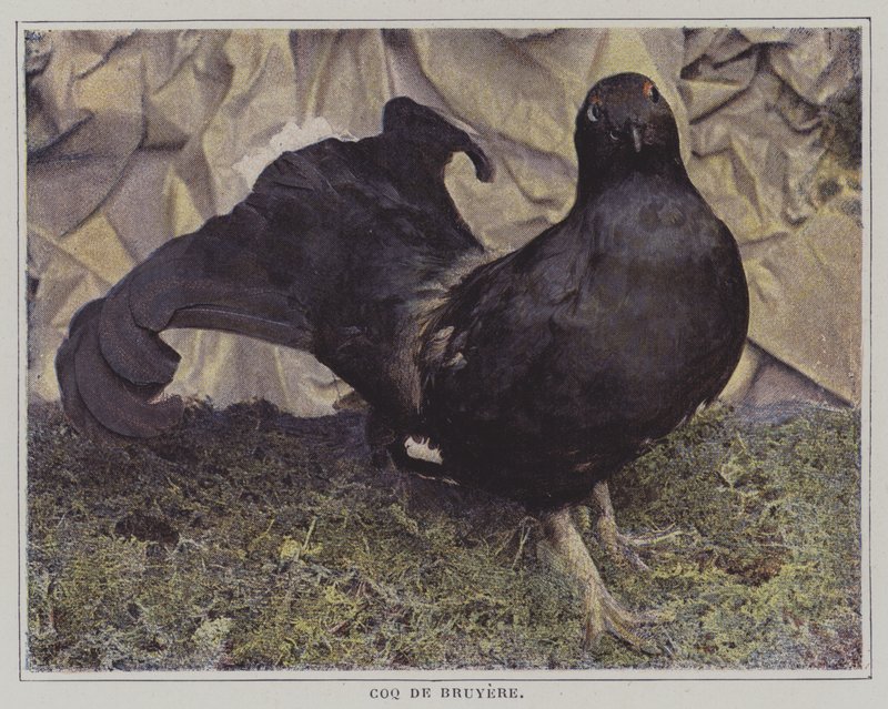 Capercaillie (रंगीन फोटो) द्वारा फ्रेंच फोटोग्राफर