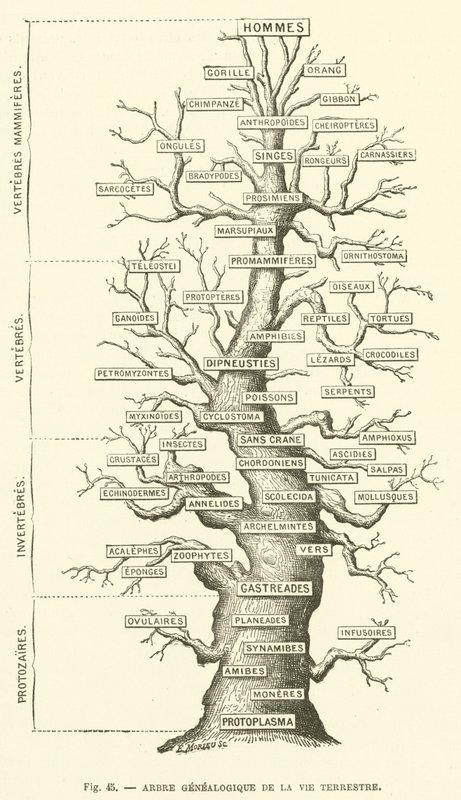 स्थलीय जीवन का वंशावली वृक्ष (उत्कीर्णन) द्वारा फ्रेंच स्कूल