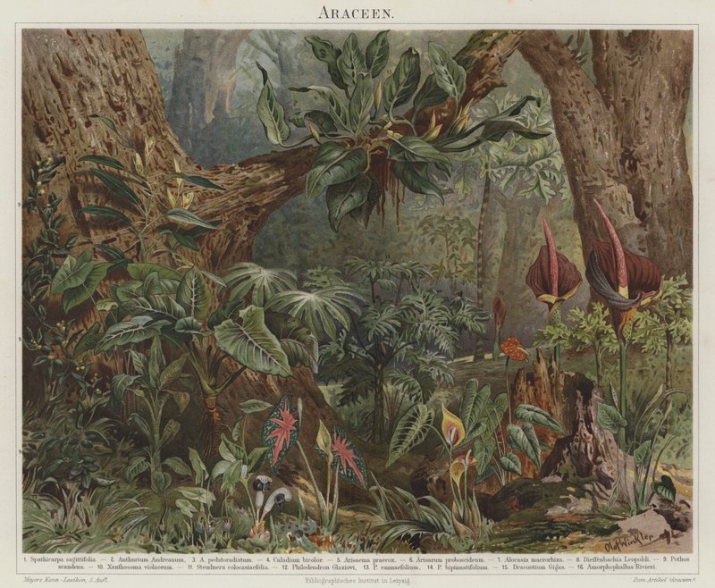 Araceae द्वारा जर्मन स्कूल
